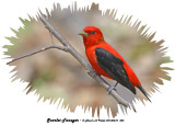20140510 453 Scarlet Tanager.jpg