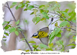 20140514 008 Magnolia Warbler rawc.jpg