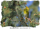20140512 - 1 452 SERIES - Cape May Warbler.jpg