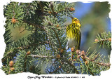 20140512 - 1 452 SERIES -  Cape May Warbler.jpg