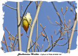 20140508 003 Blackburnian Warbler.jpg