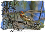 20140520 023 Bay-breasted  Warbler.jpg