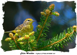 20140520 321 Palm Warbler rawc.jpg