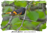 20140525 004 SERIES - American Redstart .jpg