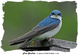20140528 - 2 055 Tree Swallow rawc.jpg