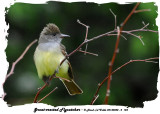 20140528 - 2 124 SERIES - Great-crested Flycatcher.jpg