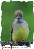 20140528 - 2 218 Great-crested Flycatcher.jpg