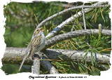 20140602 211 Clay-colored Sparrow.jpg