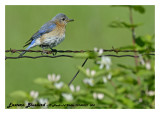 20140531 004 SERIES - Eastern Bluebird.jpg