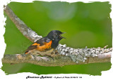 20140610 106 American Redstart.jpg