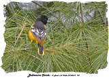 20140513 187 Baltimore Oriole.jpg