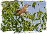 20140602 243 Brown Thrasher.jpg