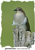 20140619 300 Black-billed Cuckoo.jpg