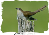 20140619 345 Black-billed Cuckoo.jpg