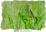 20140620 142 SERIES -  Bobolink.jpg