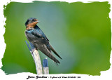 20140623 206 Barn Swallow.jpg