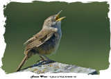 20140620 106 SERIES - House Wren.jpg