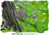 20140703 - 1 101 Cooper’s Hawk ( juv).jpg