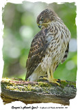 20140704 149 Cooper’s Hawk juv2.jpg