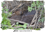 20140708 535 Beavers.jpg