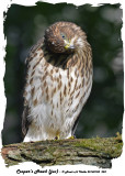 20140708 228 Coopers Hawk (juv).jpg