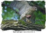 20140708 123 Coopers Hawk (juv).jpg