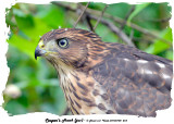 20140708 264 Cooper’s Hawk (juv).jpg