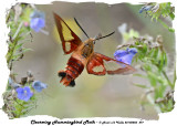 20140803 297 SERIES - Clearwing Hummingbird Moth.jpg
