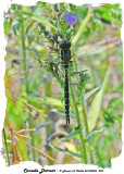 20140806 809 Canada Darner.jpg