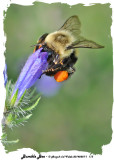 20140807 - 1 113 SERIES - Bumble Bee.jpg