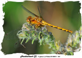 20140807 - 1 001 Meadowhawk (f).jpg