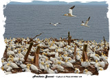 20140823 064 Northern Gannet.jpg
