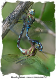 20140904-1 113 SERIES -  Canada Darner.jpg