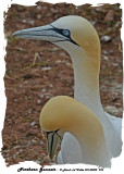 20140822 996 Northern Gannets.jpg