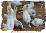 20140822 1195 Northern Gannets.jpg