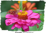 20140910-2 055 Painted Lady2.jpg