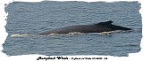 20140822 168 SERIES - Humpback Whale xxx.jpg
