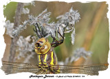 20140915 174 SERIES - Harlequin Darner.jpg