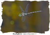 20140926 - 2 177 Canada Darner.jpg