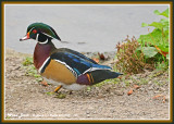 20141001 169 Wood Duck.jpg