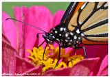 20140910 147 SERIES - Monarch2.jpg