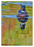 20140926 181 Wood Duck.jpg