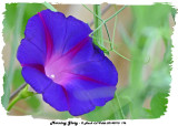 20140910 196 Morning Glory.jpg