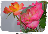 20140910 208 Roses.jpg
