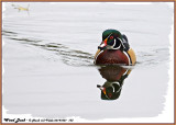 20141001 133 Wood Duck.jpg