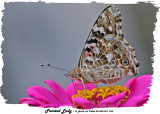 20140910-2 092 Painted Lady.jpg