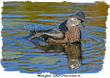 20140926 501 Wood Duck.jpg