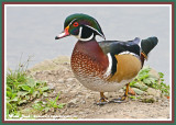 20141001 171 Wood Duck.jpg