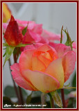 20141021 049 Rose.jpg