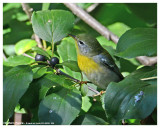 20140926 638 Northern Parula.jpg
